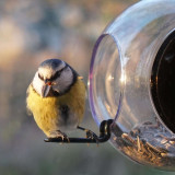 Mangeoire pour oiseaux, sur les Fenêtres