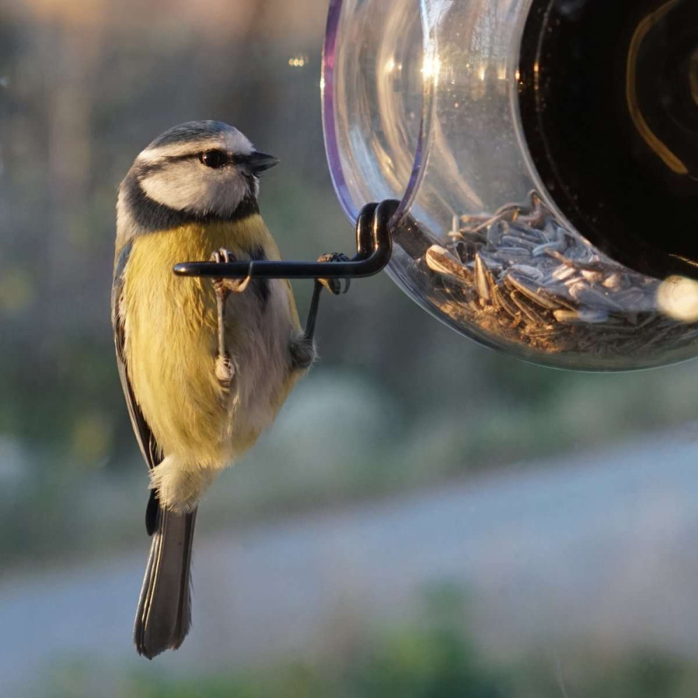 Mangeoire pour oiseaux, sur les Fenêtres