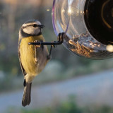Mangeoire pour oiseaux, sur les Fenêtres