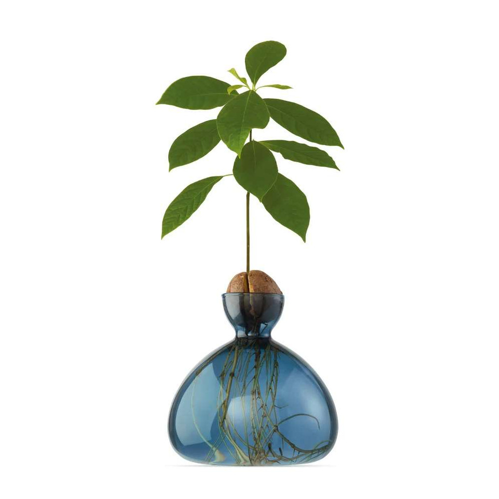 Vase pour Pousse d'Avocat, Germination Design