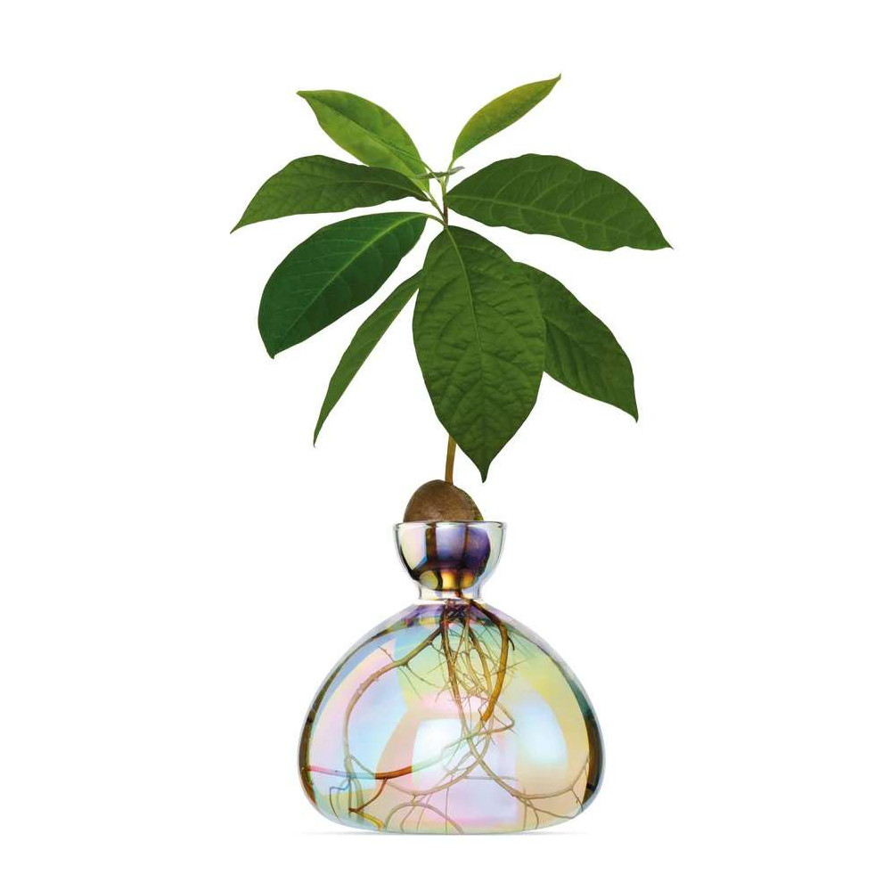 Vase pour Pousse d'Avocat, Germination Design