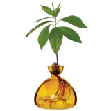 Vase pour Pousse d'Avocat, Germination Design