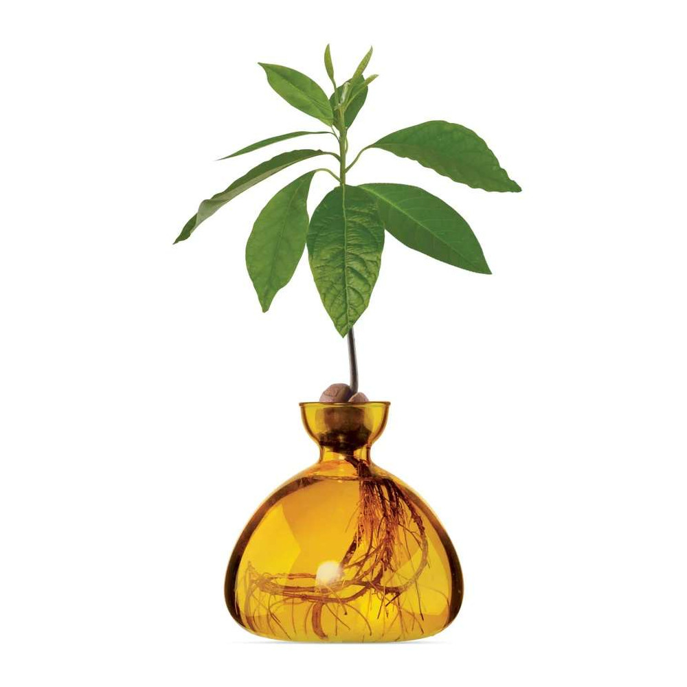 Vase pour Pousse de chêne, Germination Design
