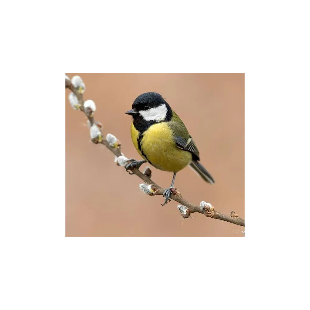 Appeaux Mésange Charbonnière, Parle aux oiseaux