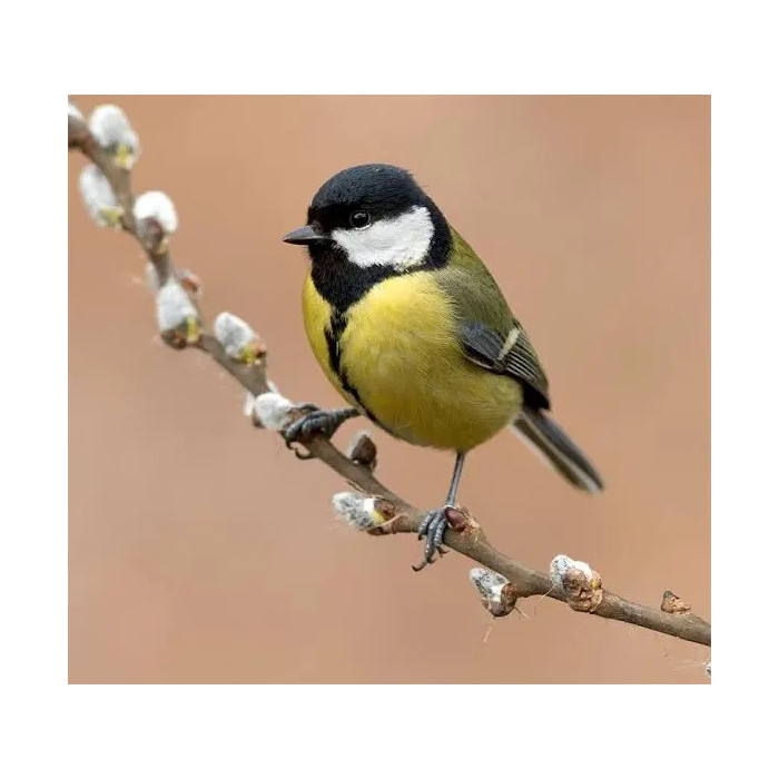 Appeaux Mésange Charbonnière, Parle aux oiseaux