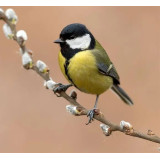 Appeaux Mésange Charbonnière, Parle aux oiseaux