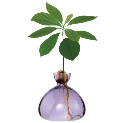 Vase pour Pousse d'Avocat, Germination Design  / ROSE BUNKER