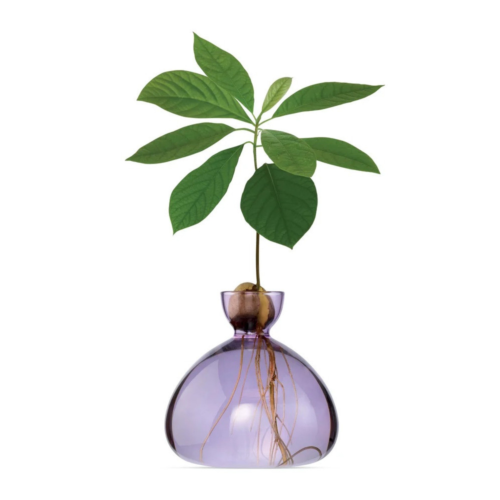 Vase pour Pousse d'Avocat, Germination Design  / ROSE BUNKER