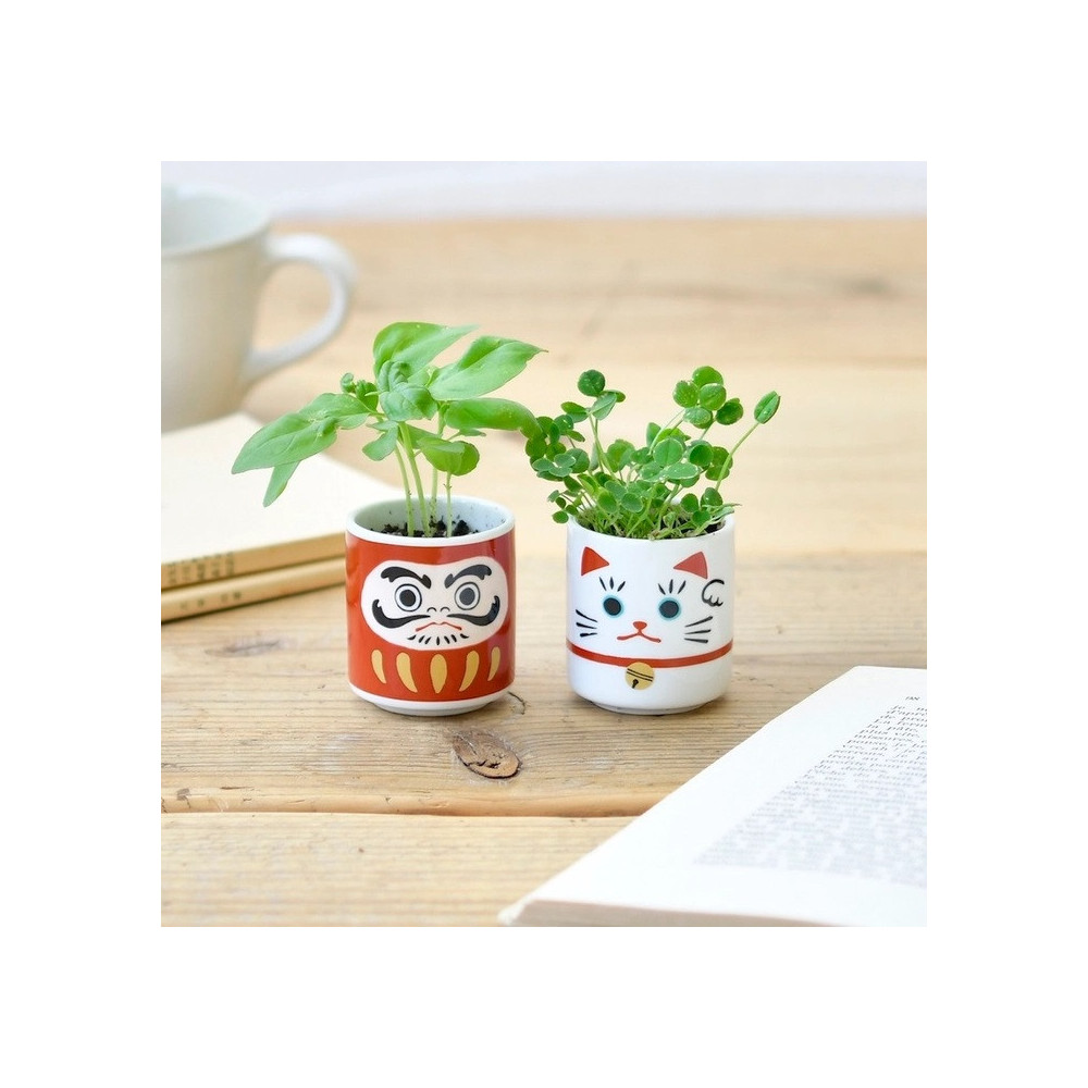 Kit de culture Trèfle Porte-Bonheur, Maneki-neko, Japon  / ROSE BUNKER